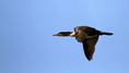 Ime datoteke=Veliki_kormoran_Cormorant_20.jpg
Velikost datoteke=160KB
Dimenzija=850x481
Datum objave=18.08.2010 Veliki_kormoran_Cormorant_20.jpg