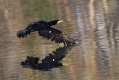 Ime datoteke=Veliki_kormoran_Cormorant_24.jpg
Velikost datoteke=364KB
Dimenzija=1000x667
Datum objave=05.11.2014 Veliki_kormoran_Cormorant_24.jpg