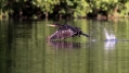 Ime datoteke=Veliki_kormoran_Cormorant_26.jpg
Velikost datoteke=238KB
Dimenzija=1000x562
Datum objave=07.04.2016 Veliki_kormoran_Cormorant_26.jpg