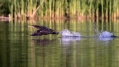 Ime datoteke=Veliki_kormoran_Cormorant_29.jpg
Velikost datoteke=281KB
Dimenzija=1000x563
Datum objave=16.11.2016 Veliki_kormoran_Cormorant_29.jpg