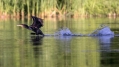 Ime datoteke=Veliki_kormoran_Cormorant_30.jpg
Velikost datoteke=276KB
Dimenzija=1000x562
Datum objave=12.02.2018 Veliki_kormoran_Cormorant_30.jpg