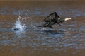 Ime datoteke=Veliki_kormoran_Cormorant_32.jpg
Velikost datoteke=318KB
Dimenzija=950x633
Datum objave=25.03.2018 Veliki_kormoran_Cormorant_32.jpg