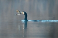 Ime datoteke=Veliki_kormoran_Cormorant_35.jpg
Velikost datoteke=209KB
Dimenzija=950x633
Datum objave=09.06.2017 Veliki_kormoran_Cormorant_35.jpg