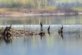 Ime datoteke=Veliki_kormoran_Cormorant_38.jpg
Velikost datoteke=198KB
Dimenzija=1000x667
Datum objave=25.05.2018 Veliki_kormoran_Cormorant_38.jpg