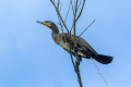 Veliki_kormoran_Cormorant_50.jpg