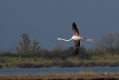 Ime datoteke=Veliki_plamenec_Greater_flamingo_10.jpg
Velikost datoteke=222KB
Dimenzija=1000x667
Datum objave=29.06.2014 Veliki_plamenec_Greater_flamingo_10.jpg