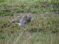 Ime datoteke=Veliki_skurh_Curlew_Numenius_arquata_Kljunaci_Csolopacidae_13.jpg
Velikost datoteke=358KB
Dimenzija=800x600
Datum objave=07.05.2015 Veliki_skurh_Curlew_Numenius_arquata_Kljunaci_Csolopacidae_13.jpg