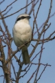 Veliki_srakoper_Great_grey_shrike_08.jpg