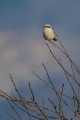 Veliki_srakoper_Great_grey_shrike_09.jpg