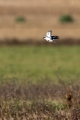 Veliki_srakoper_Great_grey_shrike_10.jpg