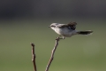 Veliki_srakoper_Great_grey_shrike_11.jpg