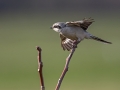 Veliki_srakoper_Great_grey_shrike_12.jpg