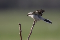 Veliki_srakoper_Great_grey_shrike_14.jpg