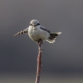 Veliki_srakoper_Great_grey_shrike_16.jpg
