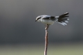 Veliki_srakoper_Great_grey_shrike_17_-_kopija.jpg