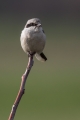 Veliki_srakoper_Great_grey_shrike_18.jpg