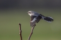 Veliki_srakoper_Great_grey_shrike_19.jpg