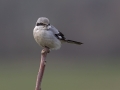Veliki_srakoper_Great_grey_shrike_20.jpg