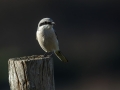 Veliki_srakoper_Great_grey_shrike_21.jpg