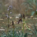 Veliki_strnad_Corn_bunting_08.jpg