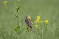 Veliki_strnad_Corn_bunting_12.jpg