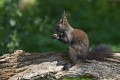 Ime datoteke=Veverica_Squirrel_04.jpg
Velikost datoteke=131KB
Dimenzija=800x534
Datum objave=21.09.2011 Veverica_Squirrel_04.jpg