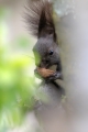 Ime datoteke=Veverica_Squirrel_09.jpg
Velikost datoteke=221KB
Dimenzija=600x900
Datum objave=07.12.2023 Veverica_Squirrel_09.jpg