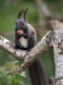 Veverica_Squirrel_10.jpg