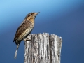 Ime datoteke=Vijeglavka_Wryneck_07.jpg
Velikost datoteke=245KB
Dimenzija=900x675
Datum objave=28.09.2015 Vijeglavka_Wryneck_07.jpg
