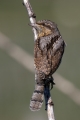 Ime datoteke=Vijeglavka_Wryneck_09.jpg
Velikost datoteke=170KB
Dimenzija=600x900
Datum objave=08.12.2015 Vijeglavka_Wryneck_09.jpg