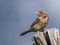 Ime datoteke=Vijeglavka_Wryneck_14.jpg
Velikost datoteke=212KB
Dimenzija=900x675
Datum objave=05.09.2016 Vijeglavka_Wryneck_14.jpg