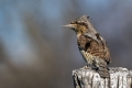 Ime datoteke=Vijeglavka_Wryneck_16.jpg
Velikost datoteke=227KB
Dimenzija=900x600
Datum objave=29.08.2017 Vijeglavka_Wryneck_16.jpg