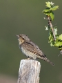 Vijeglavka_Wryneck_20.jpg
