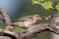 Vijeglavka_Wryneck_23.jpg