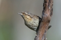 Ime datoteke=Vijeglavka_Wryneck_24.jpg
Velikost datoteke=212KB
Dimenzija=900x600
Datum objave=11.05.2018 Vijeglavka_Wryneck_24.jpg