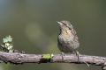 Vijeglavka_Wryneck_25.jpg