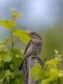 Vijeglavka_Wryneck_26.jpg