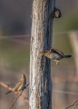 Vijeglavka_Wryneck_27.jpg