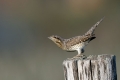 Vijeglavka_Wryneck_29.jpg