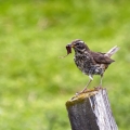 Vinski_drozg_Redwing_Turdus_iliacus_02.jpg