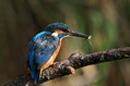 Ime datoteke=Vodomec_Kingfisher_17.jpg
Velikost datoteke=130KB
Dimenzija=800x533
Datum objave=11.10.2009 Vodomec_Kingfisher_17.jpg