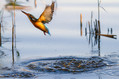 Vodomec_Kingfisher_25.jpg