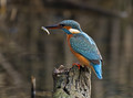 Ime datoteke=Vodomec_Kingfisher_28.jpg
Velikost datoteke=157KB
Dimenzija=999x744
Datum objave=22.03.2011 Vodomec_Kingfisher_28.jpg