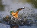 Ime datoteke=Vodomec_Kingfisher_29.jpg
Velikost datoteke=130KB
Dimenzija=800x623
Datum objave=29.09.2011 Vodomec_Kingfisher_29.jpg