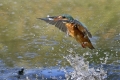 Ime datoteke=Vodomec_Kingfisher_32.jpg
Velikost datoteke=362KB
Dimenzija=850x567
Datum objave=23.03.2012 Vodomec_Kingfisher_32.jpg