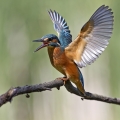 Ime datoteke=Vodomec_Kingfisher_35.jpg
Velikost datoteke=220KB
Dimenzija=700x700
Datum objave=09.12.2011 Vodomec_Kingfisher_35.jpg