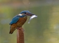 Ime datoteke=Vodomec_Kingfisher_36.jpg
Velikost datoteke=240KB
Dimenzija=900x667
Datum objave=25.08.2012 Vodomec_Kingfisher_36.jpg