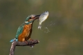Ime datoteke=Vodomec_Kingfisher_37.jpg
Velikost datoteke=142KB
Dimenzija=800x534
Datum objave=14.09.2012 Vodomec_Kingfisher_37.jpg