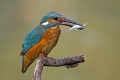 Ime datoteke=Vodomec_Kingfisher_38.jpg
Velikost datoteke=238KB
Dimenzija=900x600
Datum objave=18.11.2012 Vodomec_Kingfisher_38.jpg