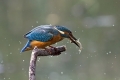 Ime datoteke=Vodomec_Kingfisher_40.jpg
Velikost datoteke=209KB
Dimenzija=900x600
Datum objave=28.04.2015 Vodomec_Kingfisher_40.jpg